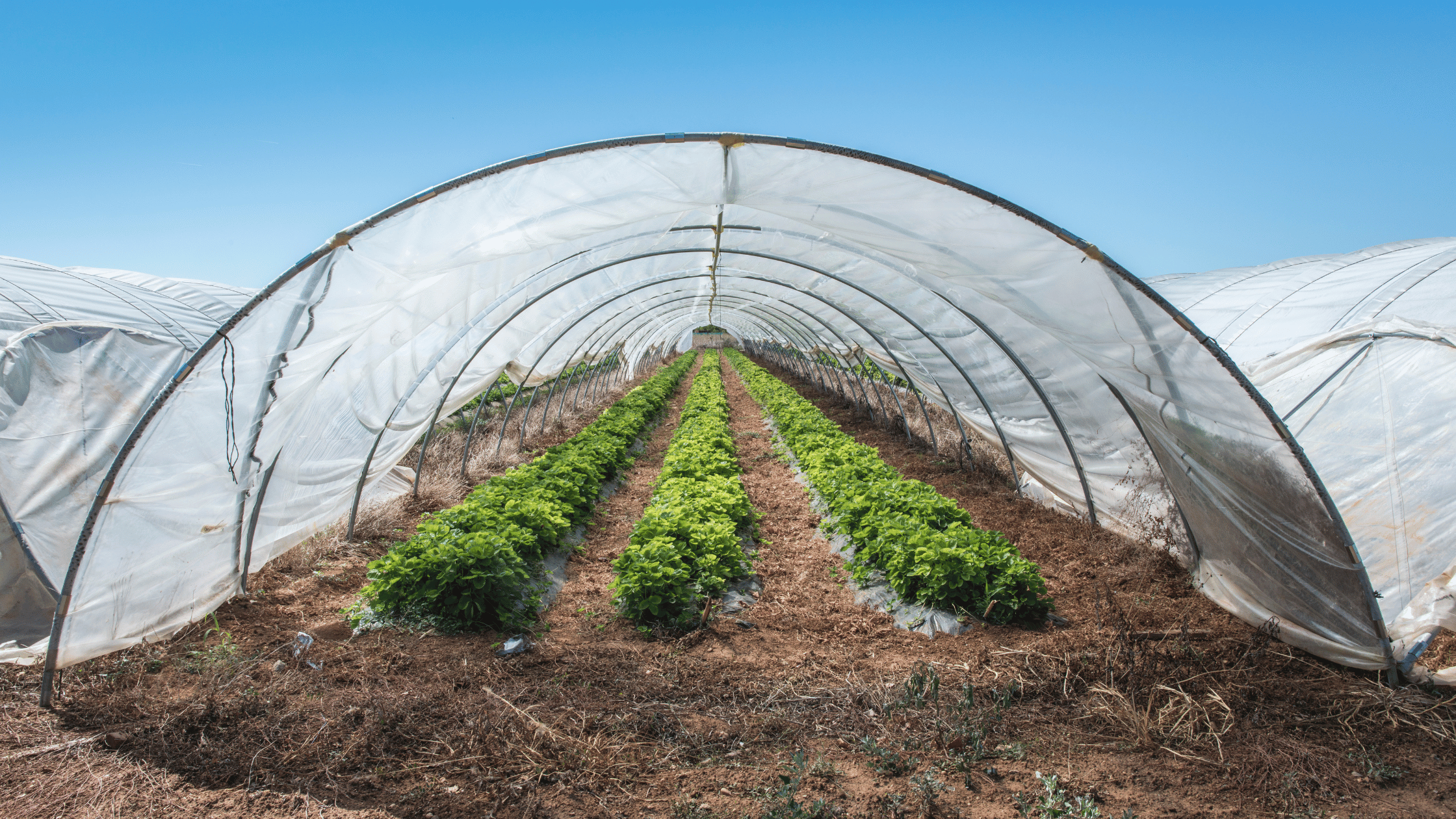 Greenhouse